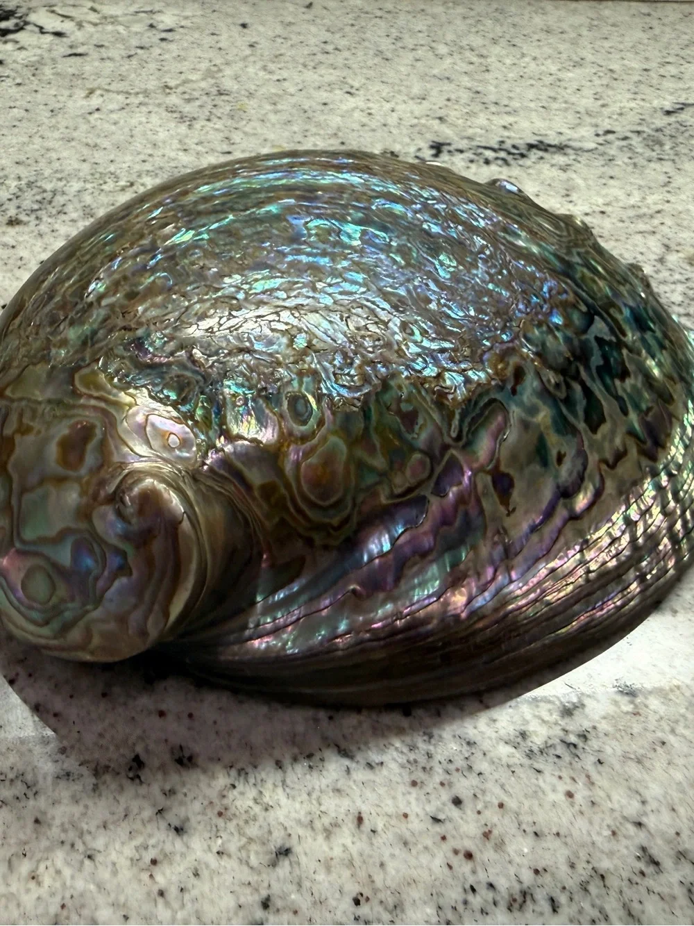Large Iridescent Abalone Shell Bowl